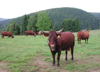 Kühe Harz, Wildemann